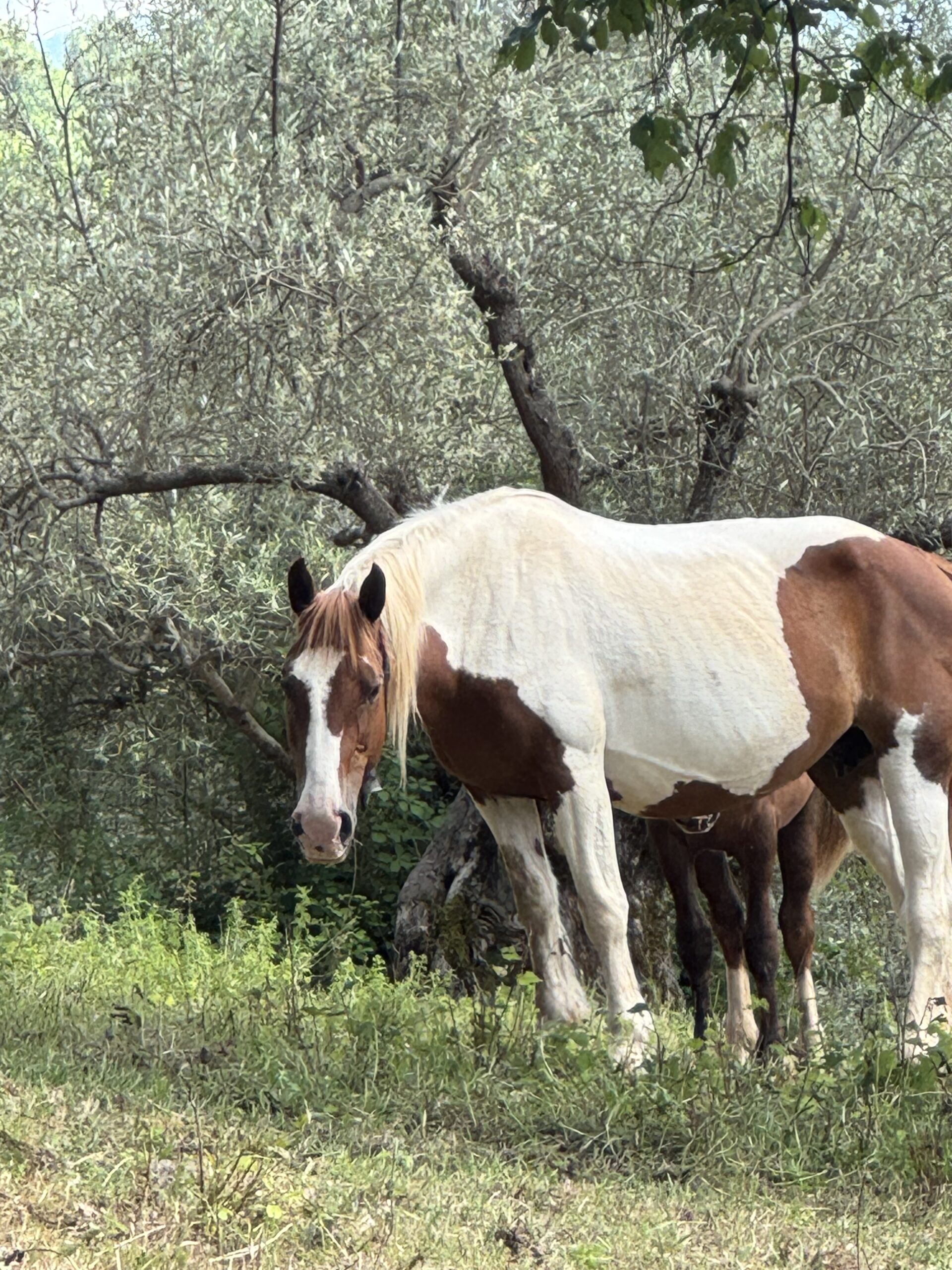 Horses in the olive grove